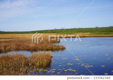 秋季，水生藨草遍布烏柳沼澤。 133562380