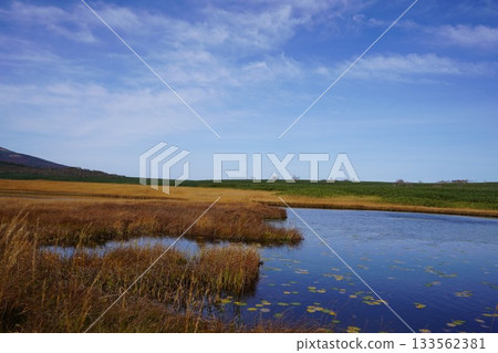 秋季，水生藨草遍布烏柳沼澤。 133562381