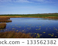 秋季，水生藨草遍布烏柳沼澤。 133562382