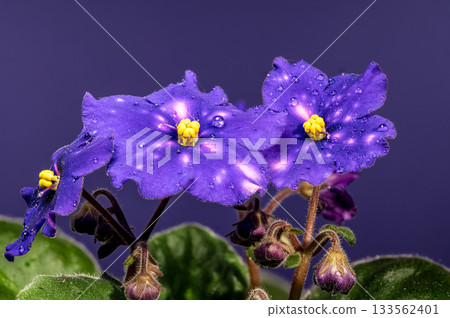 Deep Violet African Violets with Dew Drops on a Dark Background Deep Violet African Violets with Dew Drops on a Dark Background 133562401