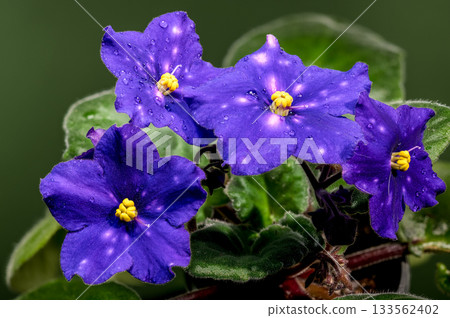 Starry African Violet Blooms with Dew Drops Against Green Background 133562402