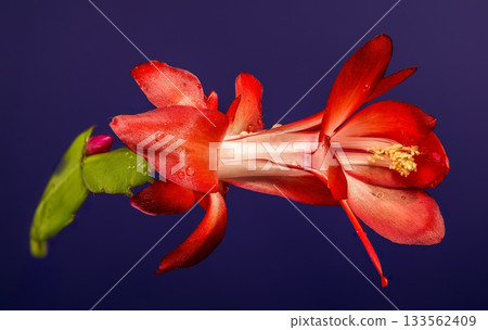 Vibrant Red Christmas Cactus Flower Horizontal Macro on Deep Blue Backdrop 133562409