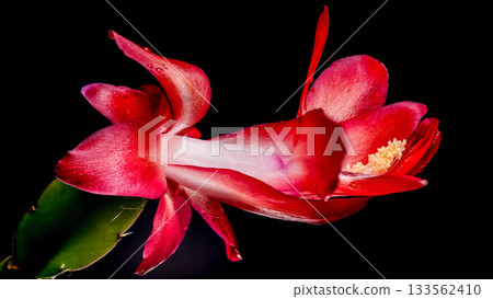 Stunning Red Christmas Cactus Bloom Macro Isolated on Pure Black Stunning Red Christmas Cactus Bloom Macro Isolated on Pure Black 133562410