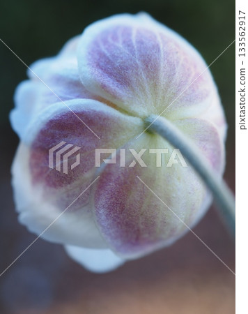 The back view of an daisy (20251115090116) 133562917