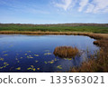 秋季，水生藨草遍布烏柳沼澤。 133563021