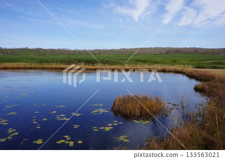 Water spatterdocks spreading across the Uryu Marsh in autumn Water spatterdocks spreading across the Uryu Marsh in autumn 133563021