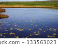 秋季，水生藨草遍布烏柳沼澤。 133563023