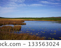 秋季，水生藨草遍布烏柳沼澤。 133563024