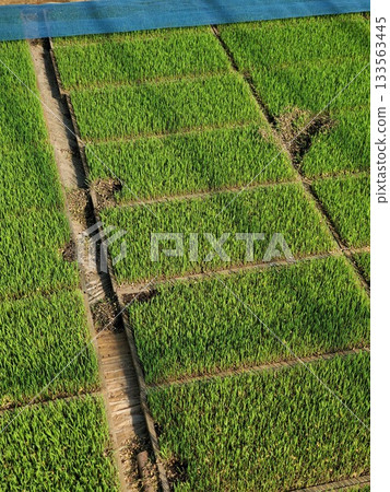 Rice seedlings ravaged by rats 133563445