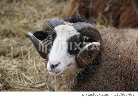 乾草和一隻長著令人印象深刻的捲角的公羊 133563462