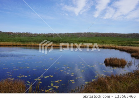 秋季，水生藨草遍布烏柳沼澤。 133563466