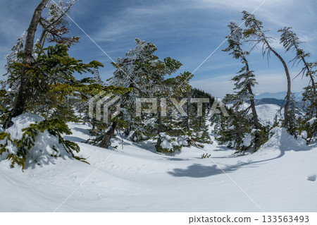 長野縣志賀高原的雪山風光 長野縣志賀高原的雪山風光 133563493