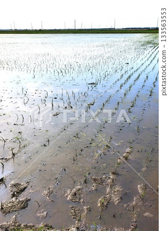 Withered seedlings in rice paddies Withered seedlings in rice paddies 133563553
