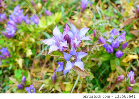 藍紫色花朵的龍膽 133563641