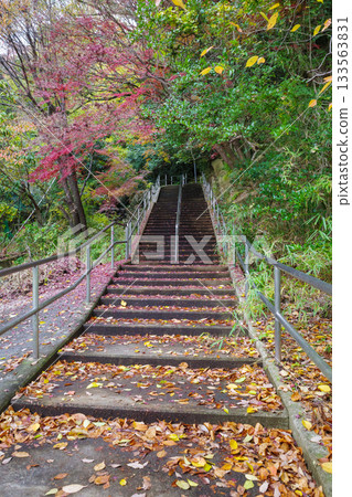 秋天的樹葉 133563831