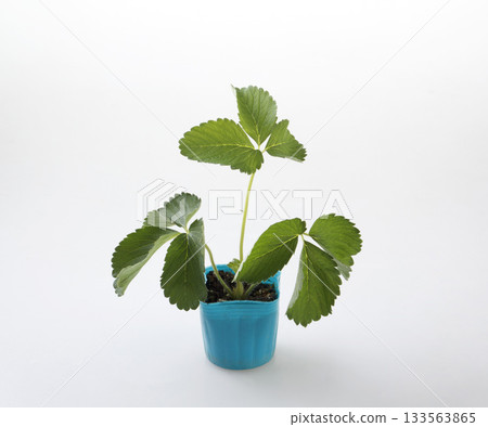 草莓苗(Sachinoka) 草莓苗(Sachinoka) 133563865