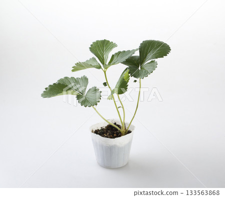 草莓苗(美穗) 草莓苗(美穗) 133563868