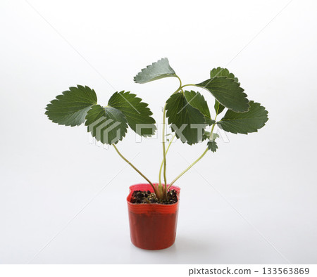 草莓苗（秋姬） 133563869