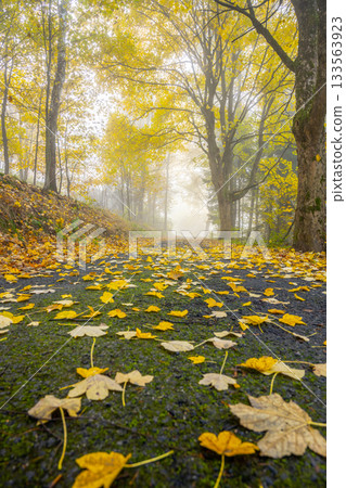 Narrow rural asphalt road covered by maple leafs in autumn time. Cold damp and bleak weather. 133563923