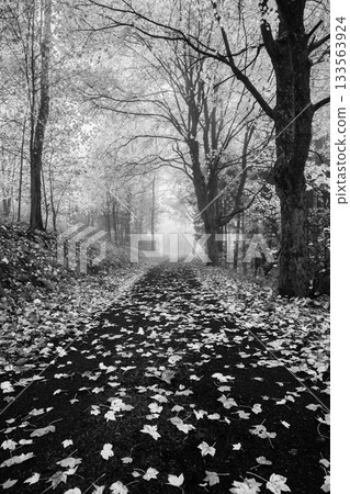 Narrow rural asphalt road covered by maple leafs in autumn time. Cold damp and bleak weather. Black and white image. Narrow rural asphalt road covered by maple leafs in autumn time. Cold damp and bleak weather. Black and white image. 133563924
