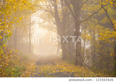 Narrow rural asphalt road covered by maple leafs in autumn time. Cold damp and bleak weather. 133563926