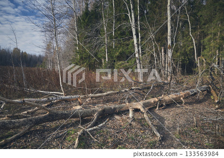 Trees that beavers ate in the forest 133563984