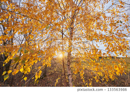Autumn birch forest with golden leaves in bright sunset light Autumn birch forest with golden leaves in bright sunset light 133563986