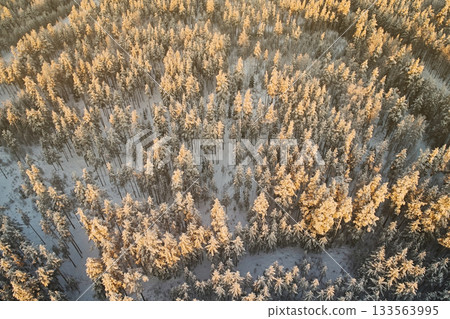 Aerial view of winter spruce forest. Beautiful landscape in the bright light of sunset. Aerial view of winter spruce forest. Beautiful landscape in the bright light of sunset. 133563995