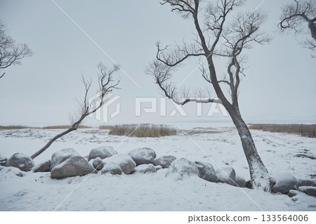 Landscape of trees and stones on the shore of a frozen lake in winter in cloudy weather Landscape of trees and stones on the shore of a frozen lake in winter in cloudy weather 133564006