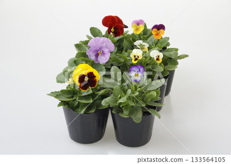 Pansy and viola potted seedlings 133564105