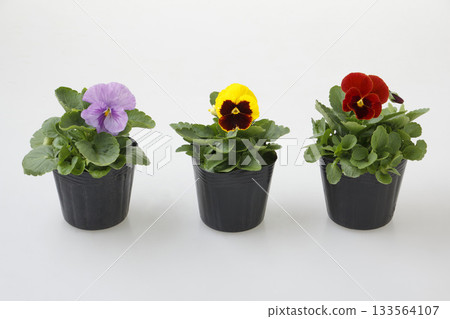 Pansy seedlings 133564107