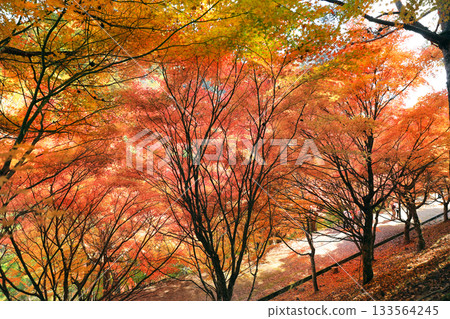 紅葉湖的秋葉景色美不勝收。 紅葉湖的秋葉景色美不勝收。 133564245
