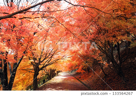 Spectacular autumn foliage at Lake Momiji Spectacular autumn foliage at Lake Momiji 133564267