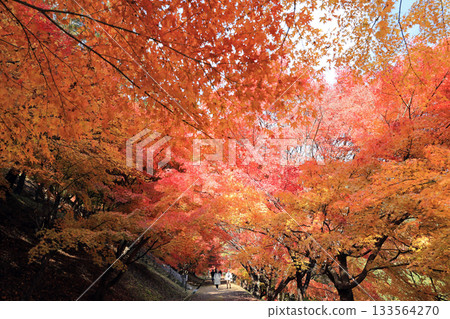 Spectacular autumn foliage at Lake Momiji Spectacular autumn foliage at Lake Momiji 133564270