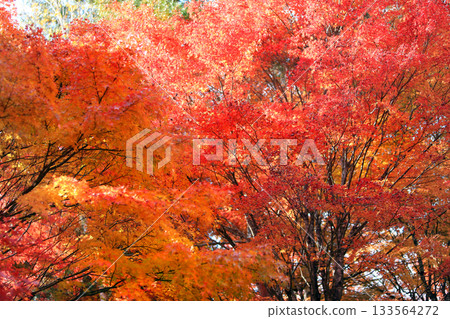 紅葉湖的秋葉景色美不勝收。 133564272