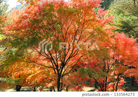 紅葉湖的秋葉景色美不勝收。 133564273