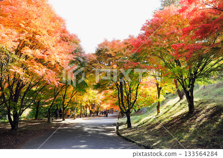 Spectacular autumn foliage at Lake Momiji 133564284