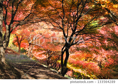 Spectacular autumn foliage at Lake Momiji Spectacular autumn foliage at Lake Momiji 133564289