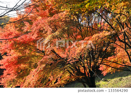 Spectacular autumn foliage at Lake Momiji Spectacular autumn foliage at Lake Momiji 133564290