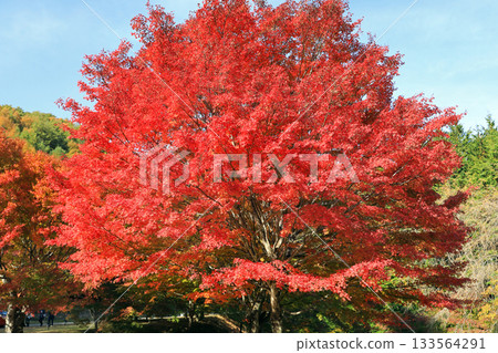 Spectacular autumn foliage at Lake Momiji Spectacular autumn foliage at Lake Momiji 133564291