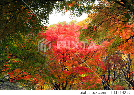 Spectacular autumn foliage at Lake Momiji Spectacular autumn foliage at Lake Momiji 133564292