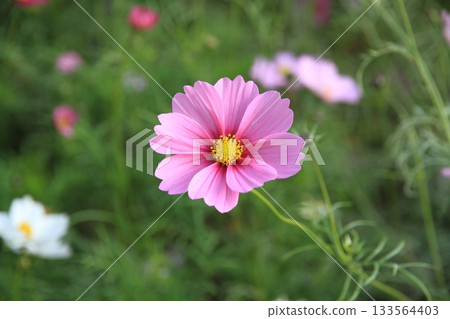 A single pink cosmos 133564403