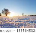 Sunny Winter Landscape with Frost Crystals and Silhouette Tree 133564532