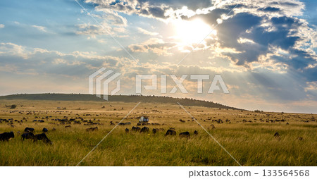 The Great Migration and Safari Tour in the Light of the Setting Sun 133564568