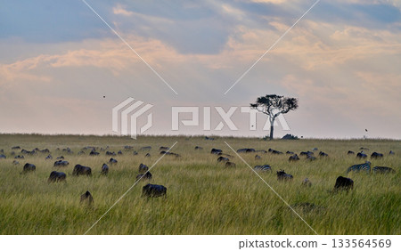 Endless savanna, a lone tree, and herds grazing 133564569
