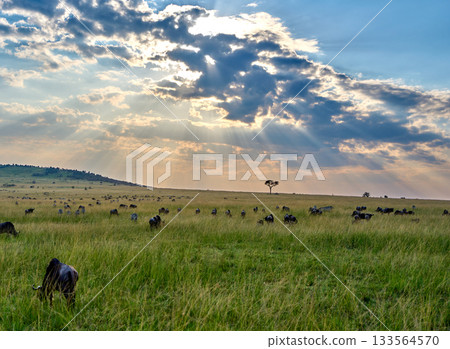 Golden savanna and migrating wild herds Golden savanna and migrating wild herds 133564570