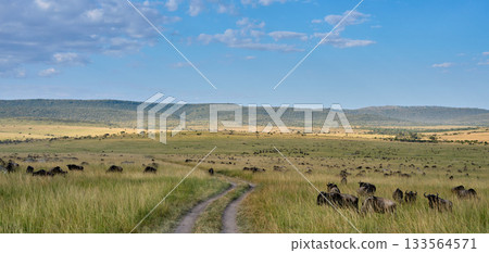Massive herds of wildebeest and zebras spread across the plains - the land of the Masai Mara Massive herds of wildebeest and zebras spread across the plains - the land of the Masai Mara 133564571