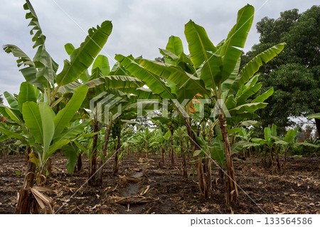 Lush banana plantation landscape (Tanzania) Lush banana plantation landscape (Tanzania) 133564586