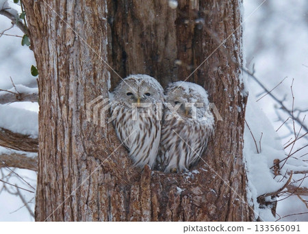 蝦夷貓頭鷹被雪覆蓋 蝦夷貓頭鷹被雪覆蓋 133565091