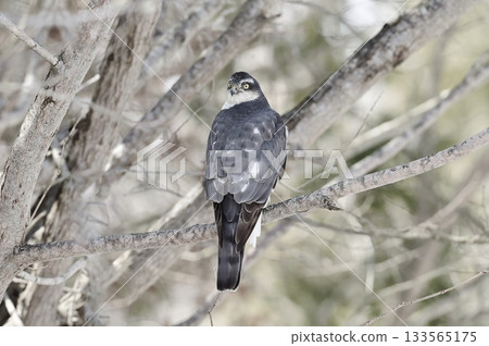 Peregrine Falcon Gazing from a Branch 133565175